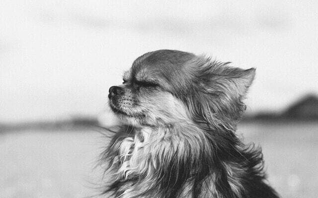 犬に人の市販薬 鎮痛薬は危険 ロキソニン中毒の怖さとは 獣医師が解説 Vet1013 Note 犬に人の市販薬 鎮痛薬は危険 ロキソニン中毒の怖さとは 獣医師が解説 Vet1013 Note