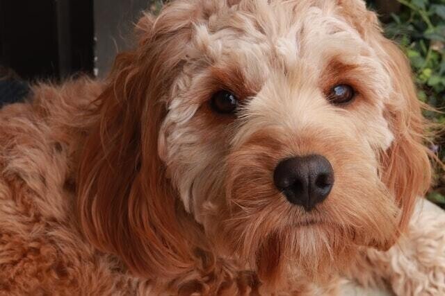 犬に人の市販薬 鎮痛薬は危険 ロキソニン中毒の怖さとは 獣医師が解説 Vet1013 Note