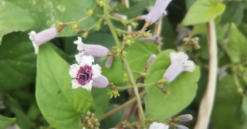 植物が出てくる本 植物図鑑 有川浩 なつめぐlabo Note 植物が出てくる本 植物図鑑 有川浩 なつめぐlabo Note