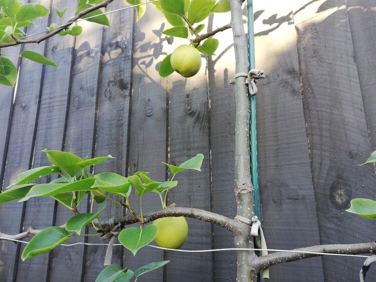 2年ほど前にホームセンターで最後のひと鉢として安売りされていた梨の苗木が、今年初めて実をつけました！今回は、その枝を横に這わせるためのワイヤーが作品です。