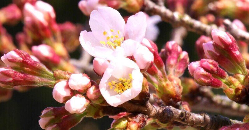 ソメイヨシノの開花と地球温暖化の話