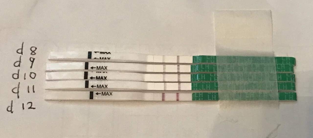 排卵検査薬が陽性になったら 39歳自然妊娠を目指す妊活ブログ Anne Note 排卵検査薬が陽性になったら 39歳自然妊娠を目指す妊活ブログ Anne Note