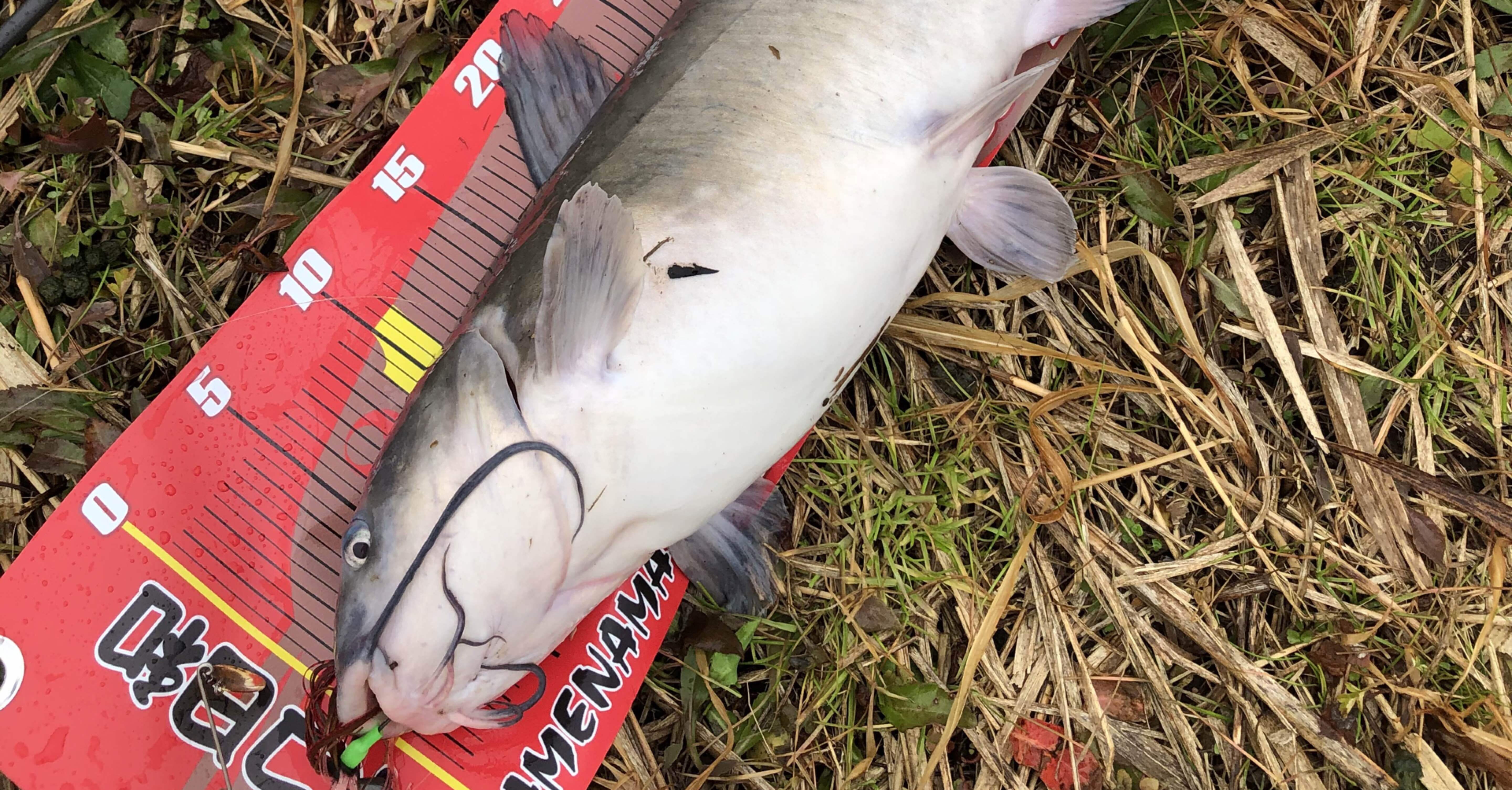 アメリカナマズの〆方 捌き方 にっしー Note