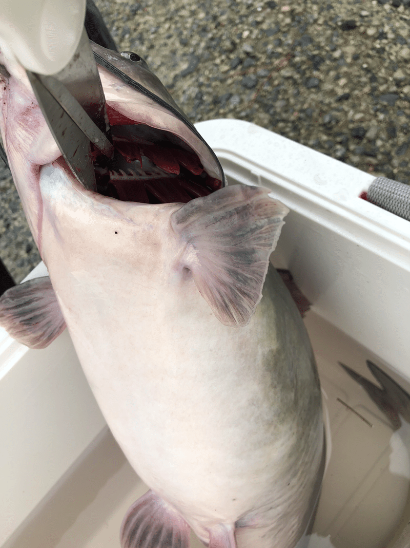 アメリカナマズの〆方 捌き方 にっしー Note