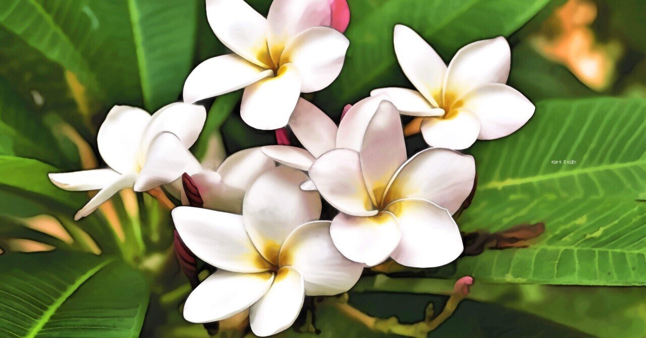 1月27日 誕生花は印度素馨 誕生花短歌 御子柴 流歌 Note 1月27日 誕生花は印度素馨 誕生花短歌 御子柴 流歌 Note