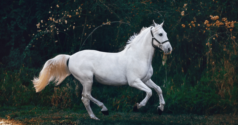 もっと早い馬が欲しい これからの医療とビジネス Note