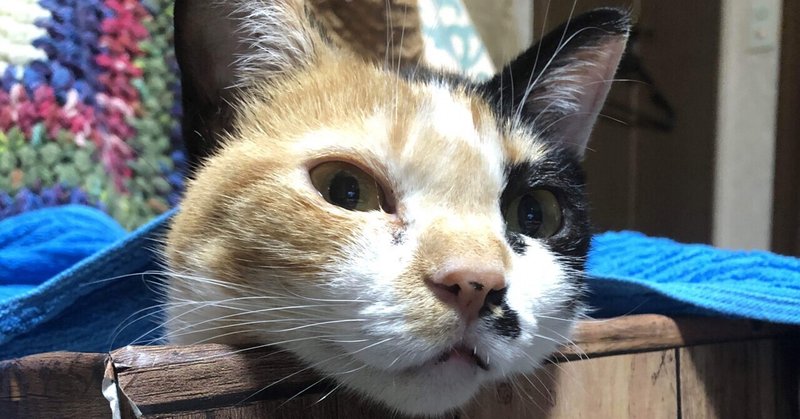 家猫セミの家猫暮らし 猫様とごはん Note