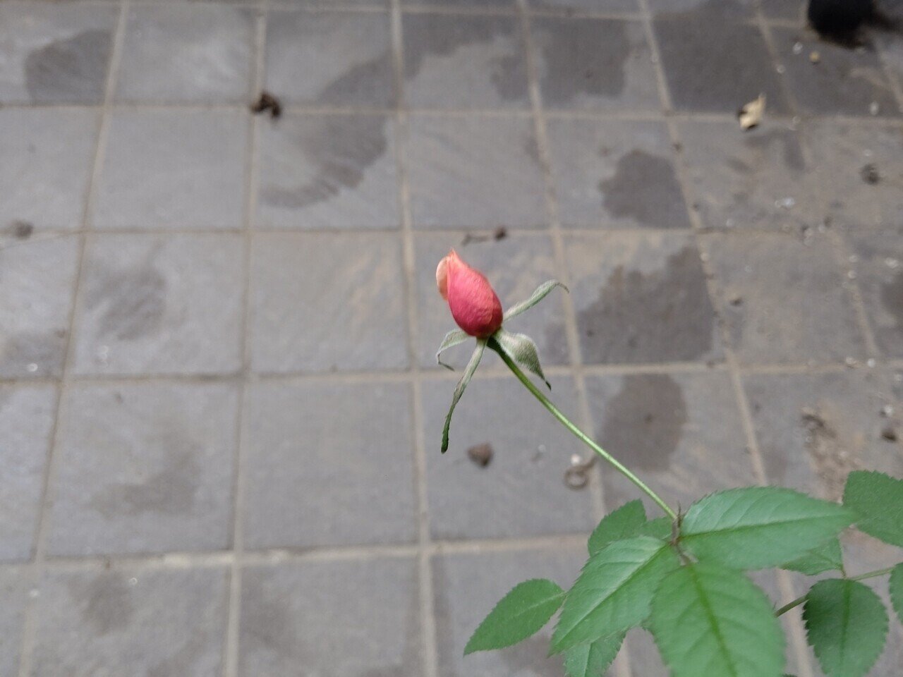 バラ日記 01 26 27 寒肥 甘夏のひとりごと Note