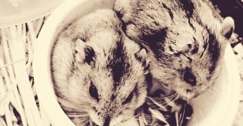 英 西 日の３言語で読む Sunflower Seeds As Food For Hamsters Sacha スペイン語 英語 語学を楽しむ人を増やしたい Note