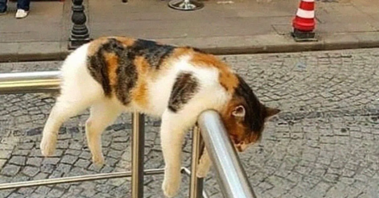 ねむり猫はどこにいる｜ノリノリ