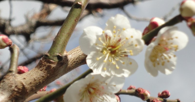 梅の蕾が花開く瞬間 Mikuna Note