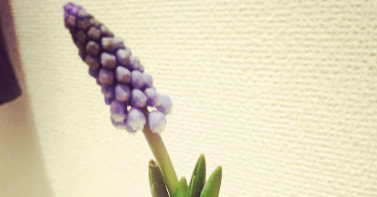 水耕栽培チャレンジ ムスカリ Moro Chie Note