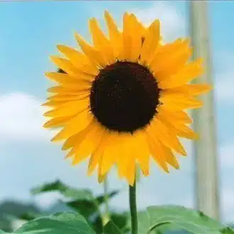 クラノ・テキニマスセ（中根秀樹）
