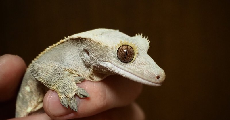オウカンミカドヤモリ の新着タグ記事一覧 Note つくる つながる とどける