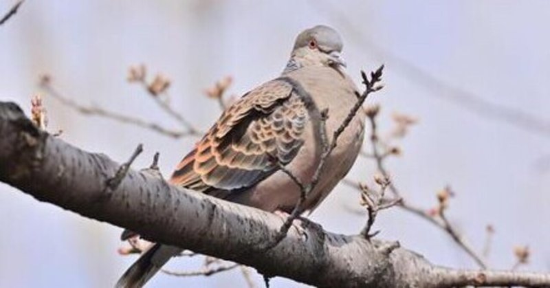 朝によく聞く鳥の鳴き声の正体はキジバト の回 夏休みがほしいだけ Note 朝によく聞く鳥の鳴き声の正体はキジバト の回 夏休みがほしいだけ Note