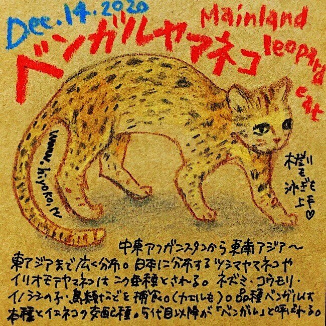 大人になっても子ネコみたいな野生ネコたち 陽菜ひよ子 イラストレーター 文筆家 漫画家 Note 大人になっても子ネコみたいな野生ネコたち 陽菜ひよ子 イラストレーター 文筆家 漫画家 Note
