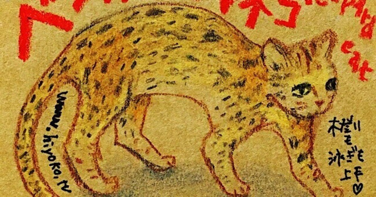 大人になっても子ネコみたいな野生ネコたち 陽菜ひよ子 イラストレーター 文筆家 漫画家 Note