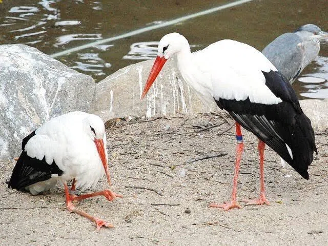 第1443回 赤ちゃんを運んでくる鳥は？｜翆野 大地