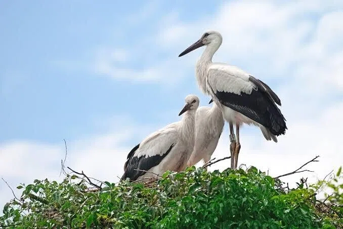第1443回 赤ちゃんを運んでくる鳥は？｜翆野 大地