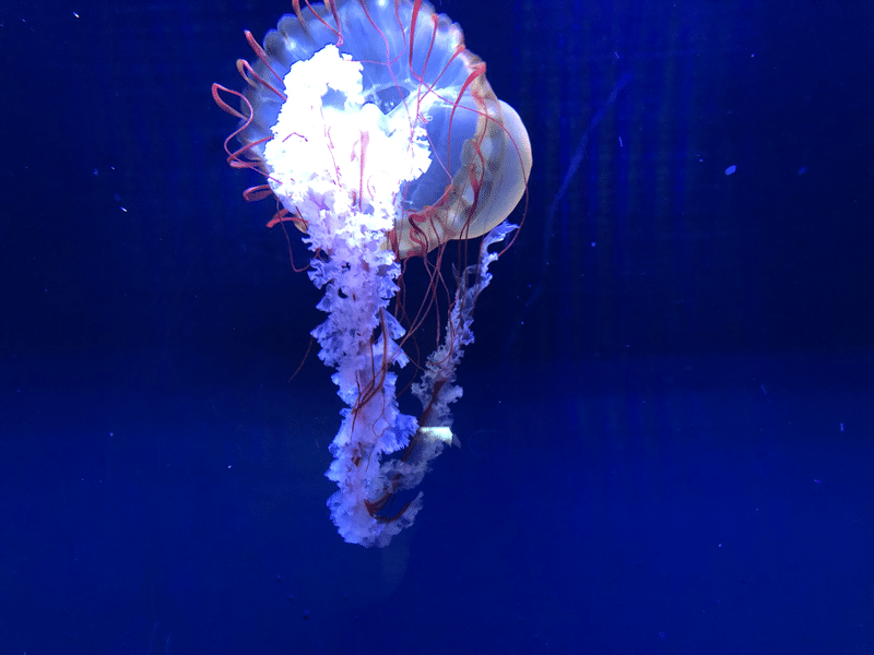 1 27 クラゲにだって意思が 出井 仁規 Note