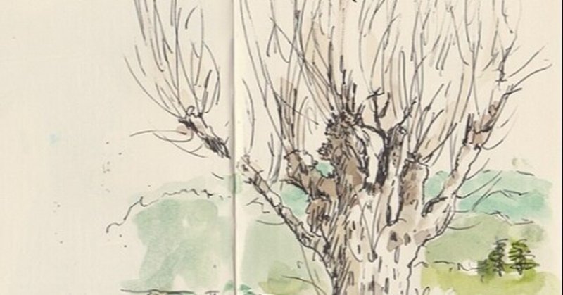 絵を描く手帖にいつもの樹を描く