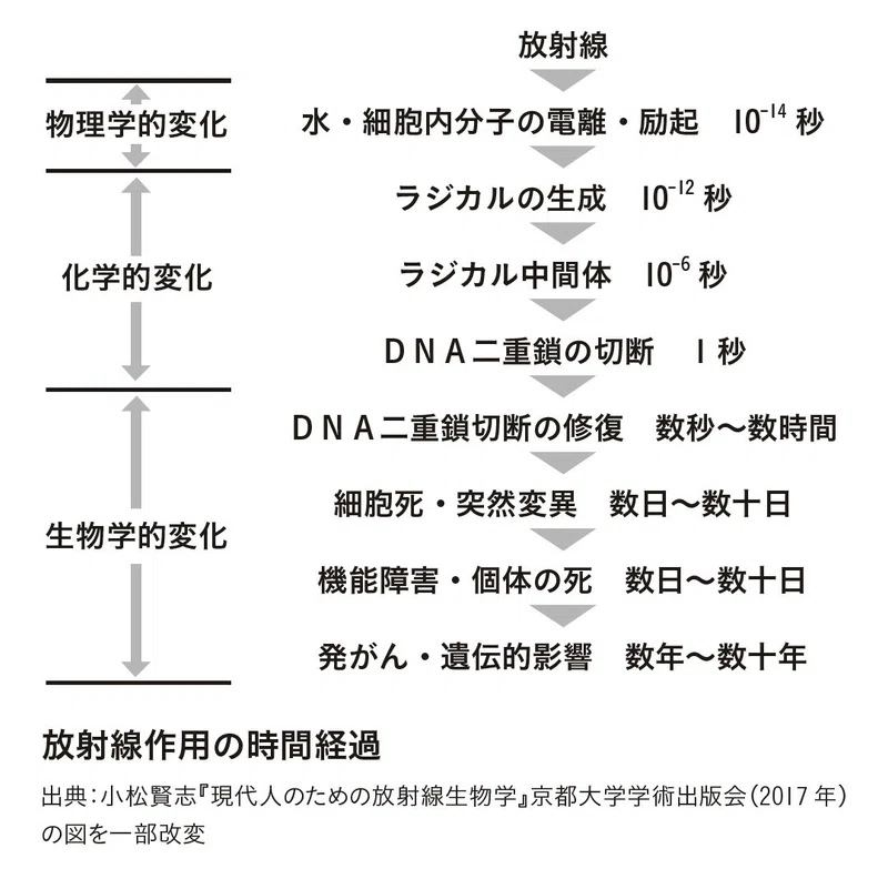 全文公開 放射線障害はどのように起こるの 2 10 明日香出版社 公式 Note