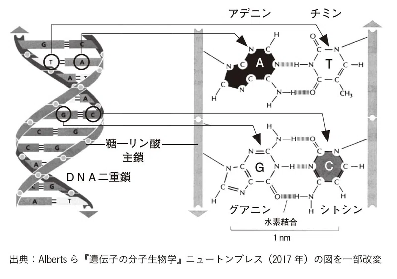 全文公開 Dnaに傷がつくと必ずがんになるの 2 12 明日香出版社 公式 Note