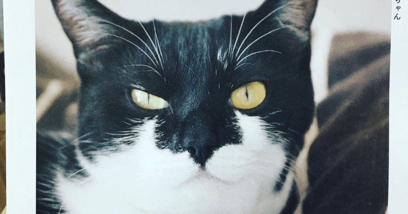 猫のようにドヤ顔していたい Yamasaki Yoshitaka Note 猫のようにドヤ顔していたい Yamasaki Yoshitaka Note