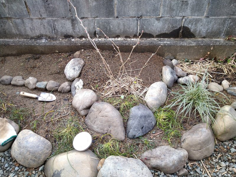 お庭づくり クリスマスローズと日陰の花壇 ここ 古民家 Note お庭づくり クリスマスローズと日陰の花壇 ここ 古民家 Note