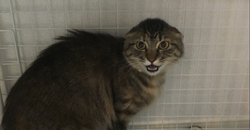 猫の人馴れ記録2 都 生後7ヶ月 図書ペン 社会を変える イチミクロン Note 猫の人馴れ記録2 都 生後7ヶ月 図書ペン 社会を変える イチミクロン Note