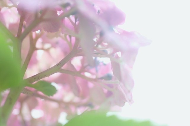 紫陽花は花も好きなんですが、茎の所が管が張り巡らされてる様で、裏から撮るのが好きです