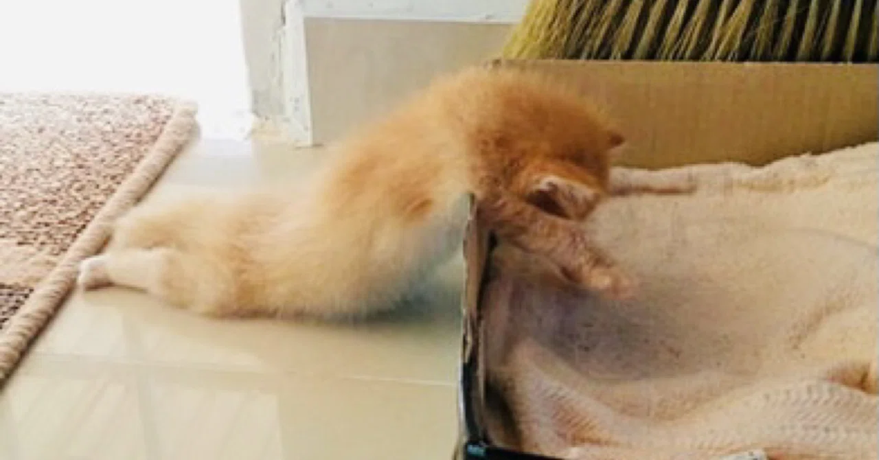 ねむり猫はどこにいる (2)｜ノリノリ