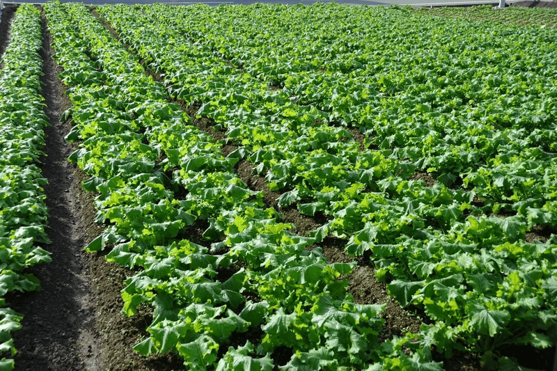 かぶの葉は立派な食べ物なのに なぜ 草冠 に 無 と書くのか おかゆ研究中 鈴木かゆ Note かぶの葉は立派な食べ物なのに なぜ 草冠 に 無 と書くのか おかゆ研究中 鈴木かゆ Note