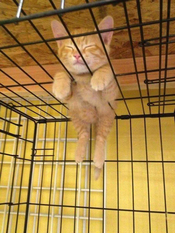ねむり猫はどこにいる (2)｜ノリノリ