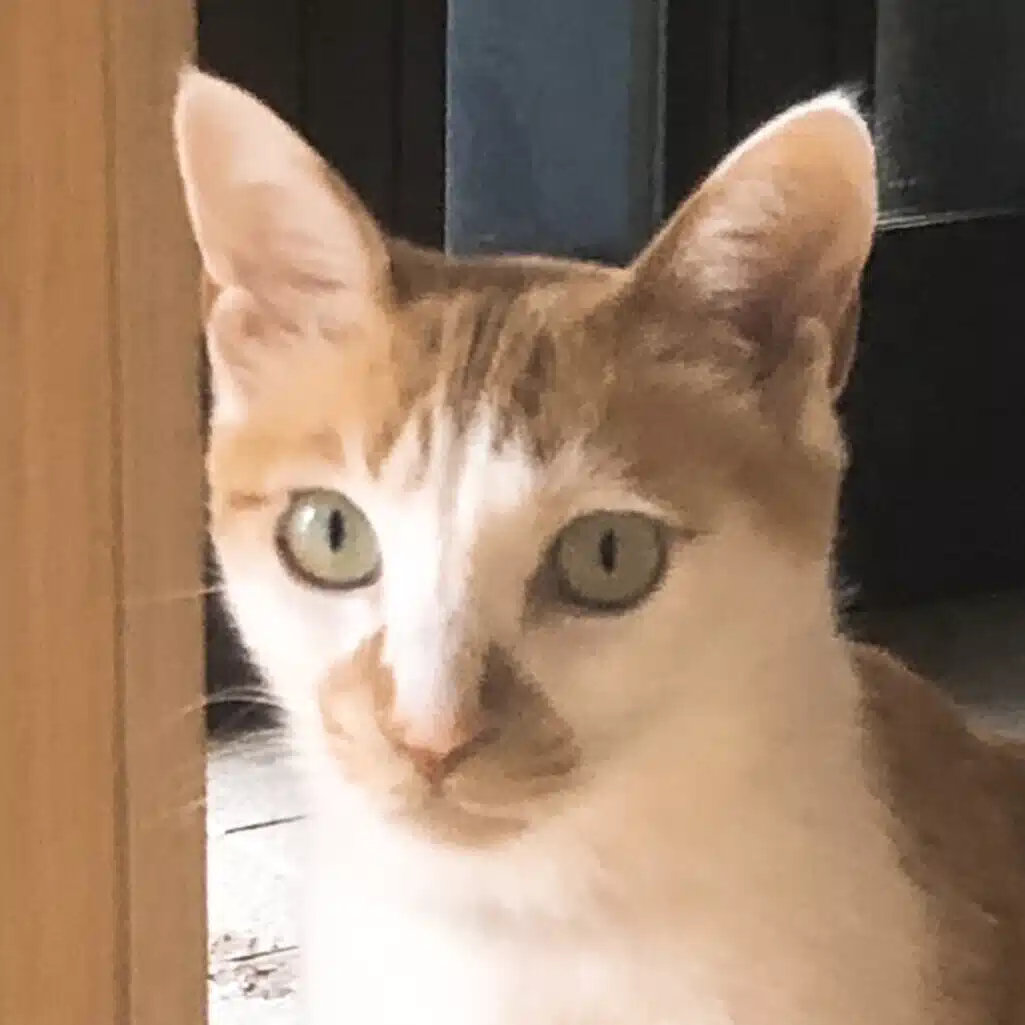 シンハ