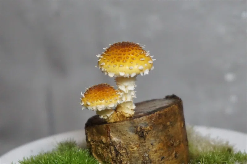 キノコが生える小さな切り株『ヌメリスギタケのミニ原木栽培』 https://www.kanto-kinoko.com/entry ...
