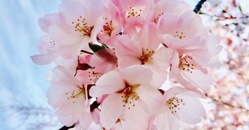 癒しの言葉 祈りのパワーをあなたに捧げます Lily Note 癒しの言葉 祈りのパワーをあなたに捧げます Lily Note