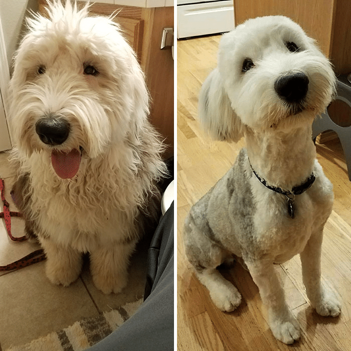 犬はグルーミングで変身します 3 ノリノリ Note 犬はグルーミングで変身します 3 ノリノリ Note