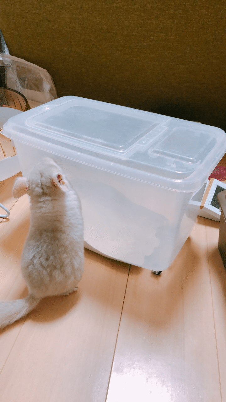 チンチラと暮らしはじめました べこ Note