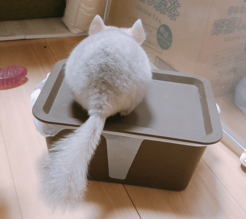 チンチラと暮らしはじめました べこ Note