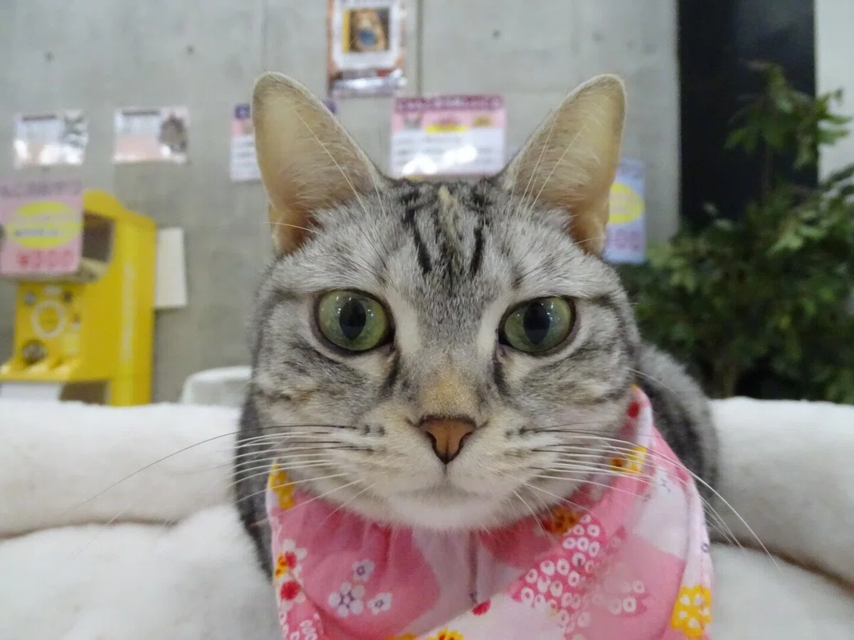 画像33