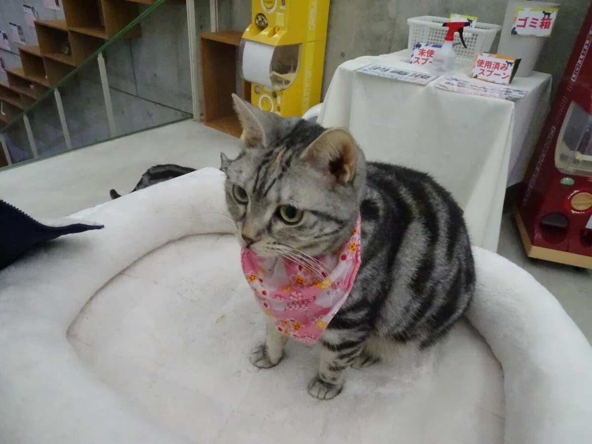 画像34