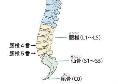 歴史をも動かす 聖なる骨 仙骨 に隠された秘密とは 青春エイリアンズ商店39番地 開店準備中 Note