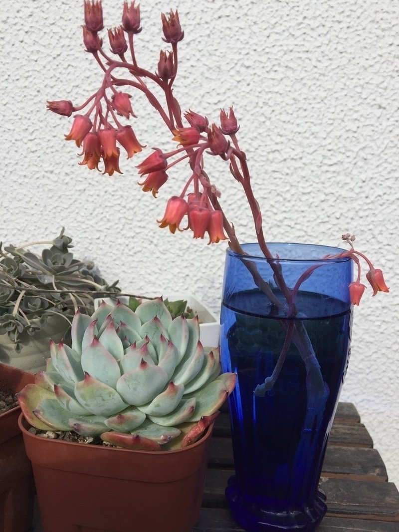 多肉ちゃん 39 Kiy3 Note