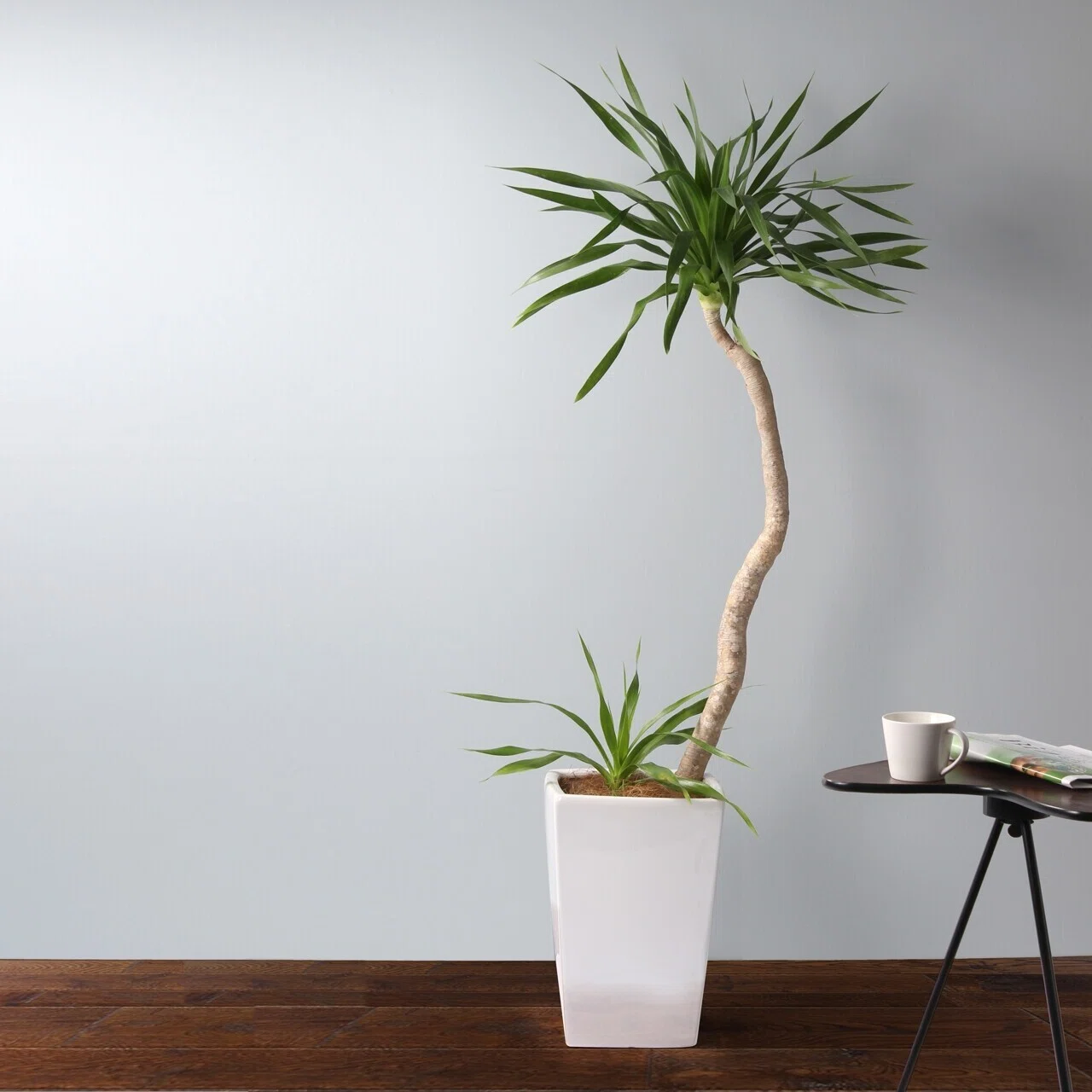 大型 ドラセナ ドラコ Dracaena draco 【直接引き渡し】 希少 