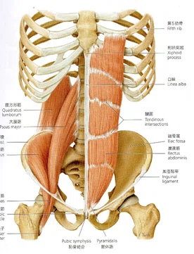 腰痛を診る上で必要な知識⑥隣接関節からの影響｜小林 博樹