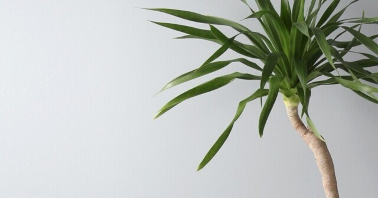 【希少】ドラセナ ドラコ本物 早いもの勝ち ドラセナ ドラコを6000年楽しむ｜Sugargreen