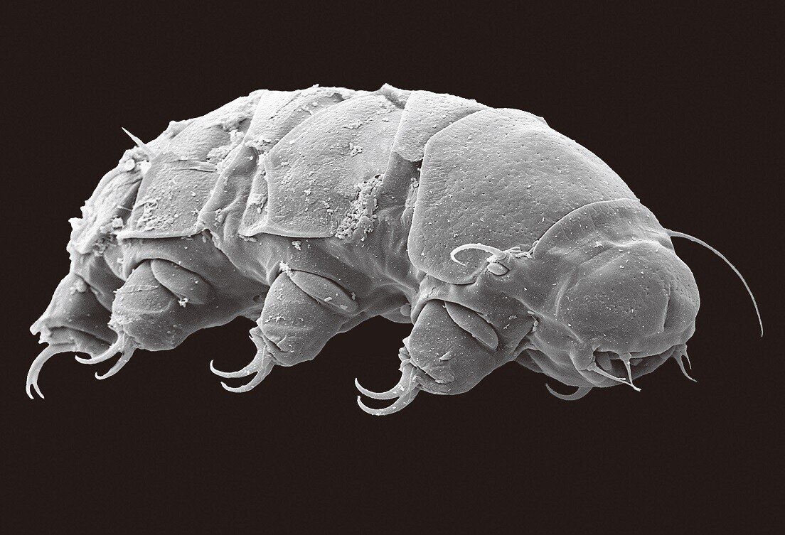 史上最強生物 クマムシ の謎 不死身の生命体は宇宙で進化した 権藤正勝 ムーplus 史上最強生物 クマムシ の謎 不死身の生命体は宇宙で進化した 権藤正勝 ムーplus