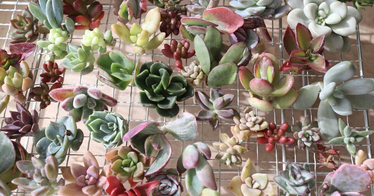 ① うも 多肉植物 韓国苗 エケベリア 名無し 