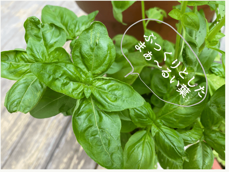 バジル ころの庭自然菜園ーハーブやアロマもー Note